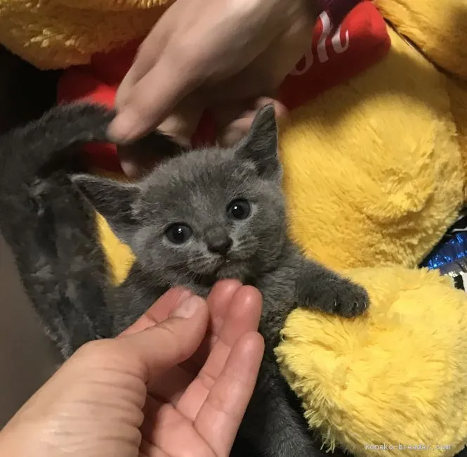 ID:1911-01761の子猫