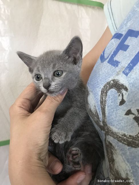 ロシアンブルー 静岡県 女の子 19年4月15日 ブルー おすましな横顔がとても可愛い みんなの子猫ブリーダー 子猫id 1906