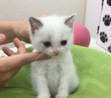 ブリティッシュショートヘア【静岡県・男の子・2016年4月7日・ブルーポイント（ふんわりふわふわ）】の写真「お耳と尻尾だけがブルーのとても珍しいカラーです。」