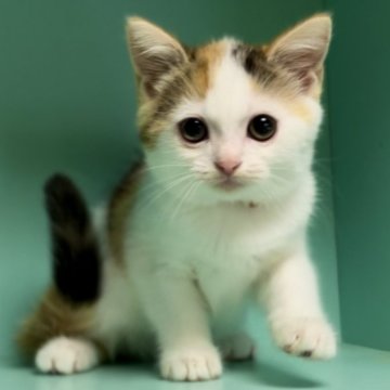 キャリコ(三毛猫)の子猫を探す｜ブリーダー直販の子猫販売【みんなの