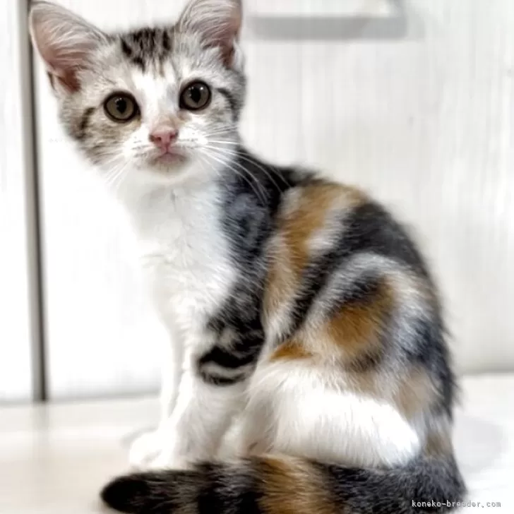 yasukungo 様のお迎えした子猫