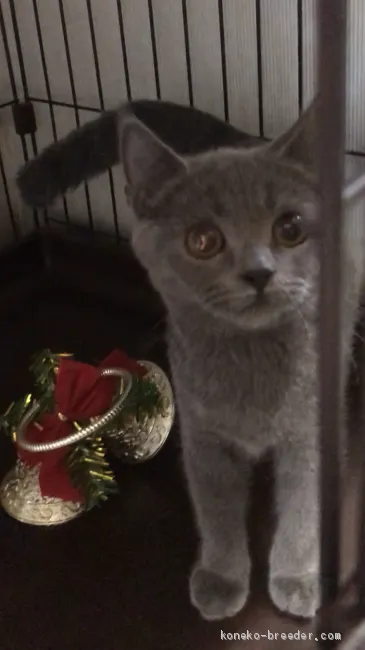 ID:1912-00586の子猫