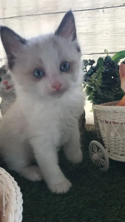ID:2205-01310の子猫