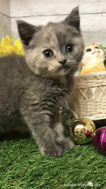 ID:2107-01276の子猫