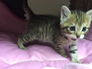 マンチカン【埼玉県・女の子・2016年12月19日・ブラウンタビー】の写真「足長の女の子です。スリム🐈ボディー」