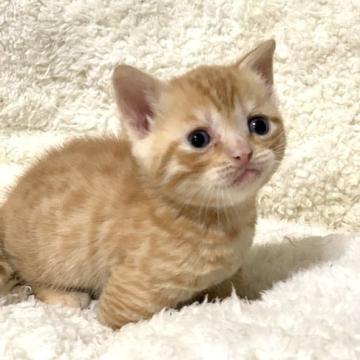 ジェネッタ【埼玉県・男の子・2022年5月25日・レッドスポッテットタビー】の写真「甘えん坊君🐾🐈」