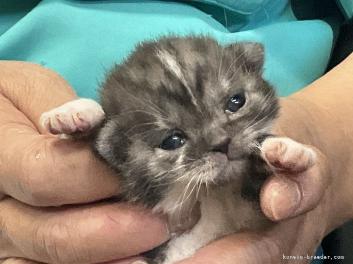 脇田容子ブリーダーのブログ：コツメカワウソのおチビちゃんじゃないですよ(笑)