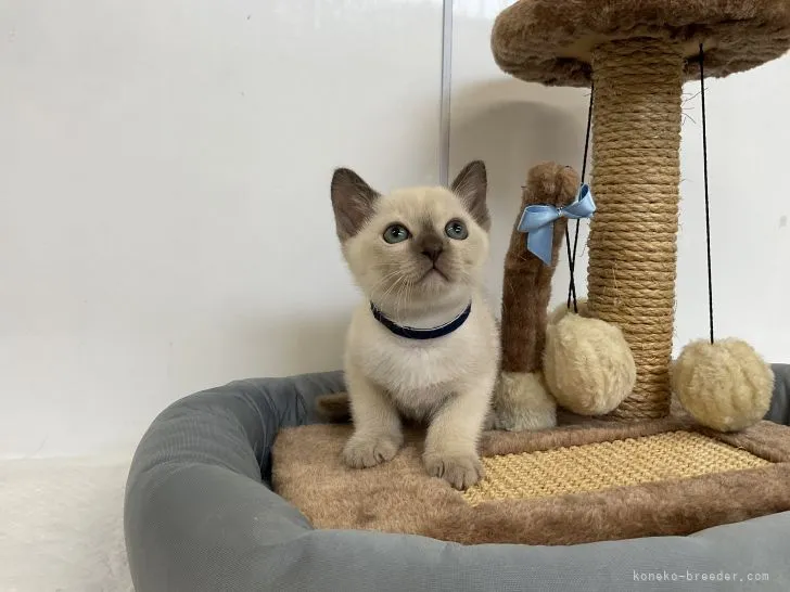 M.K 様のお迎えした子猫