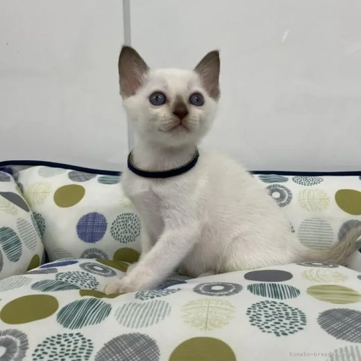 ID:2208-03223の子猫