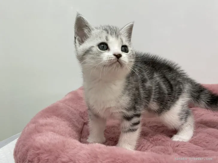 ID:2204-00617の子猫
