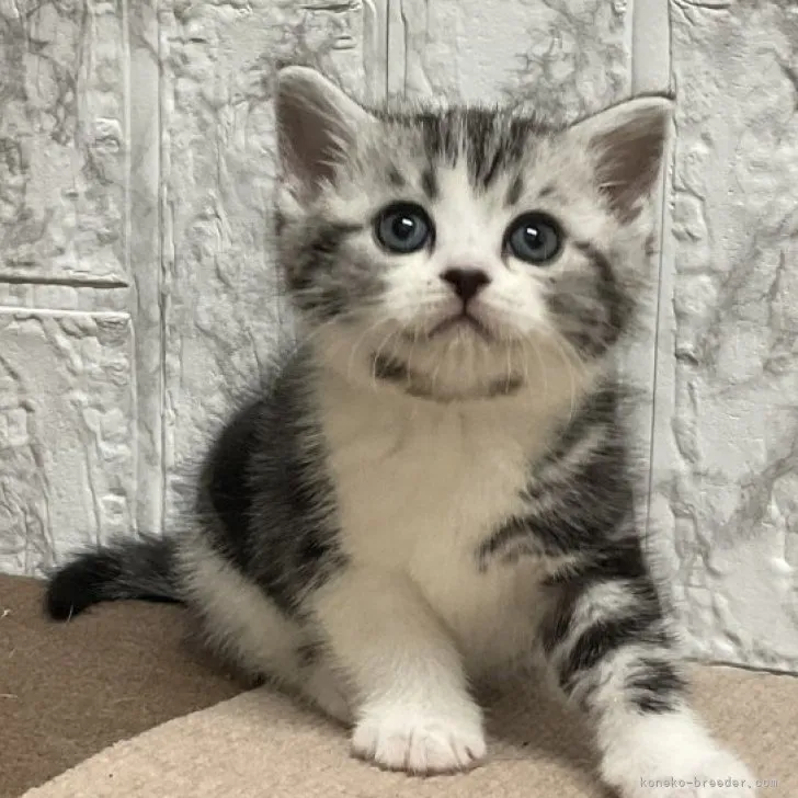 ID:2305-00043の子猫