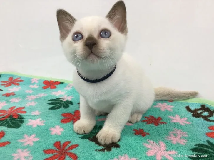 pattipatti 様のお迎えした子猫
