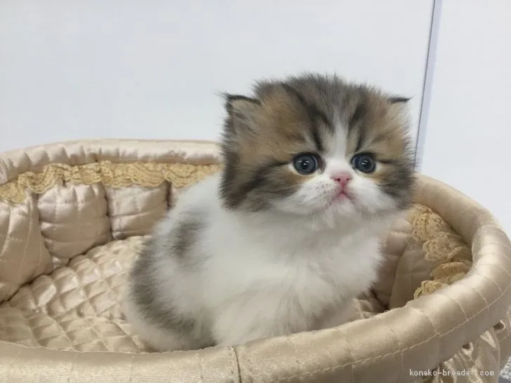 ID:2011-00393の子猫