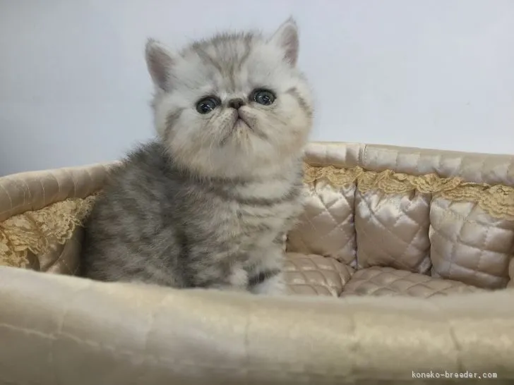 ID：2012-00317の子猫