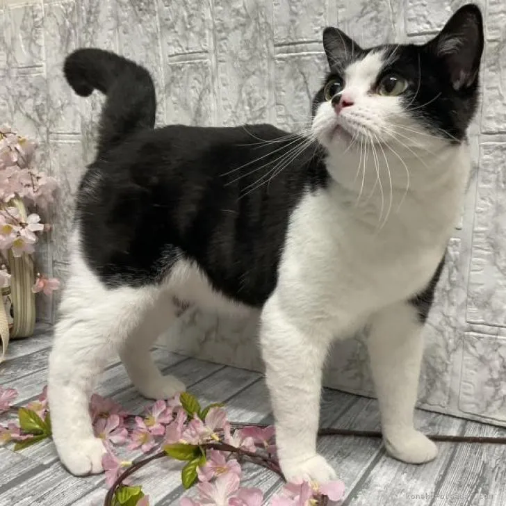 ID:2303-00911の子猫