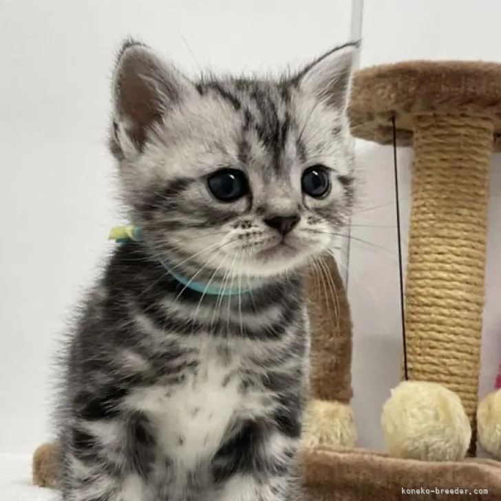 ID:2212-00004の子猫