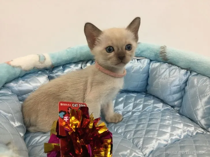 むーみーりん 様のお迎えした子猫