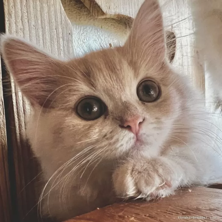 ID:2502-02233の子猫