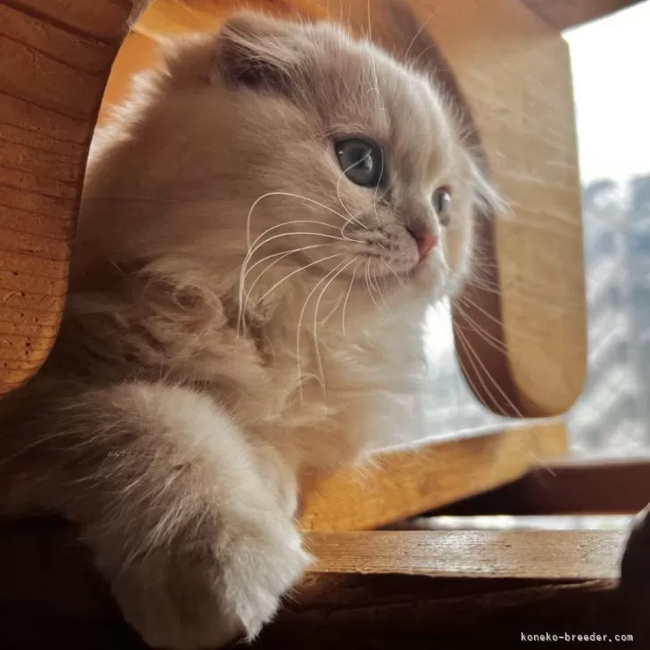 ID:2502-02414の子猫