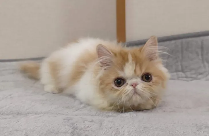 ID:2201-00623の子猫