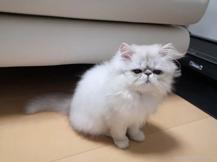 ID:2201-02013の子猫