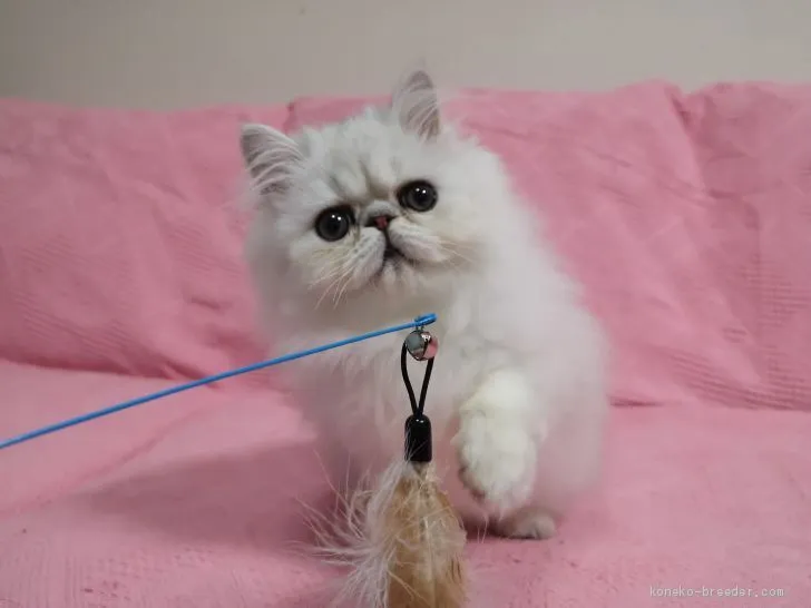 ID:2011-01430の子猫