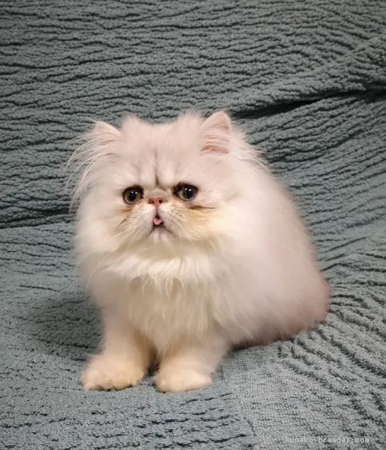 ID:2101-00646の子猫