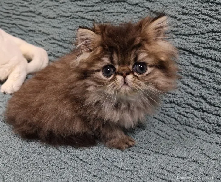 ID:2101-00002の子猫