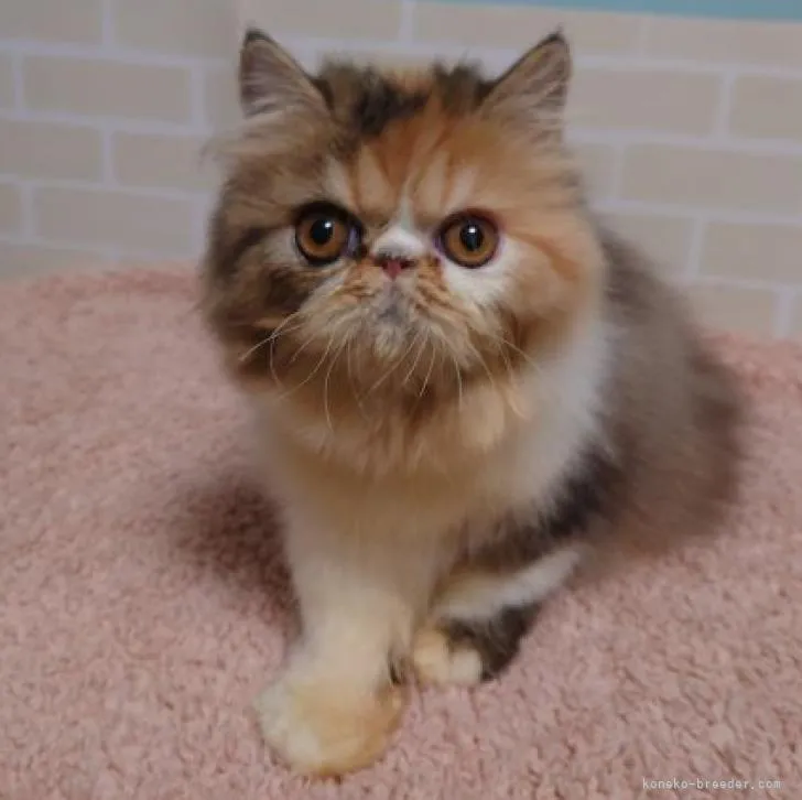 ID:2207-01849の子猫