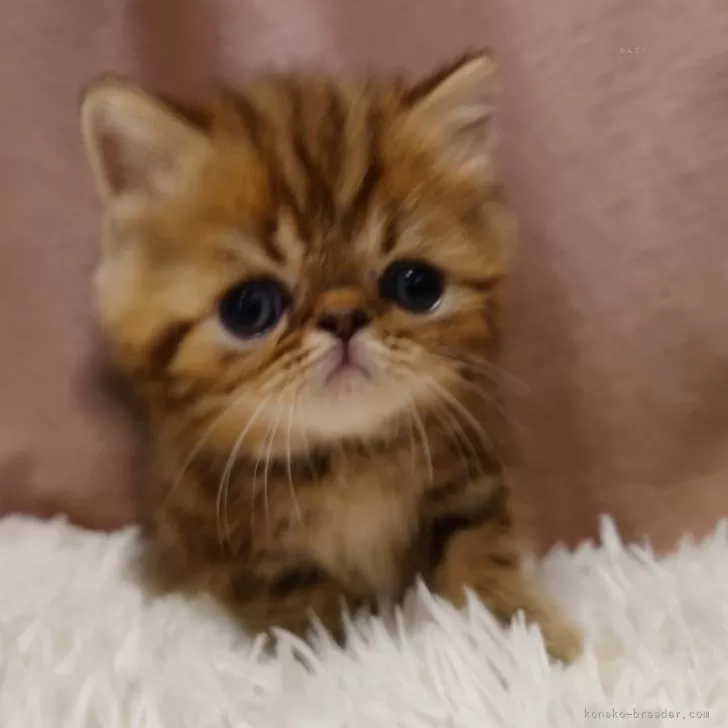 ID:2503-02306の子猫