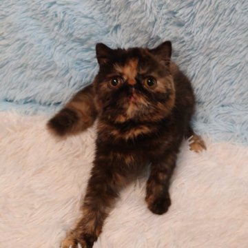 エキゾチックショートヘア【大阪府・女の子・2024年11月7日・トーティ】の写真「魅力たっぷりの珍しいトーティガール💕」