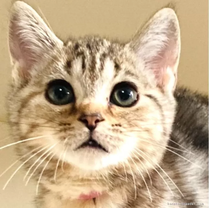 ID:2406-01847の子猫