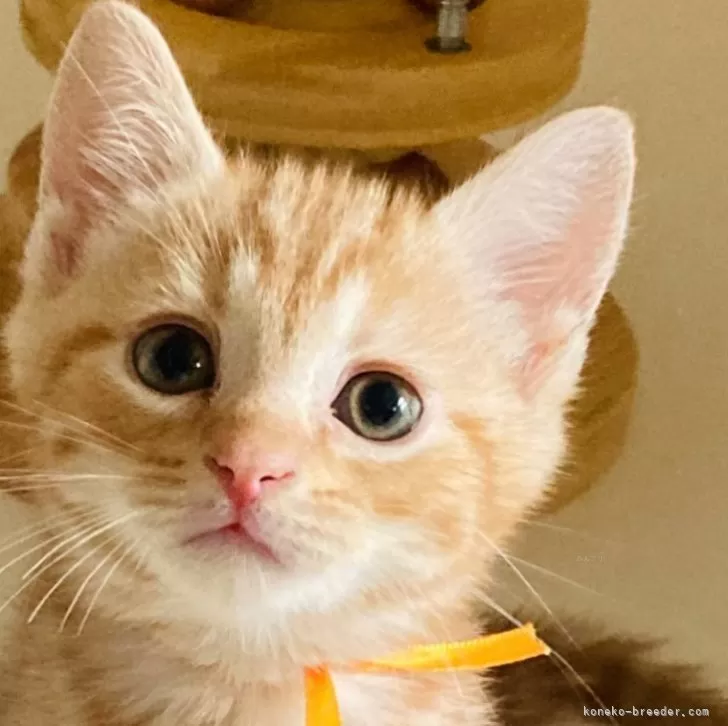 ID:2406-01850の子猫