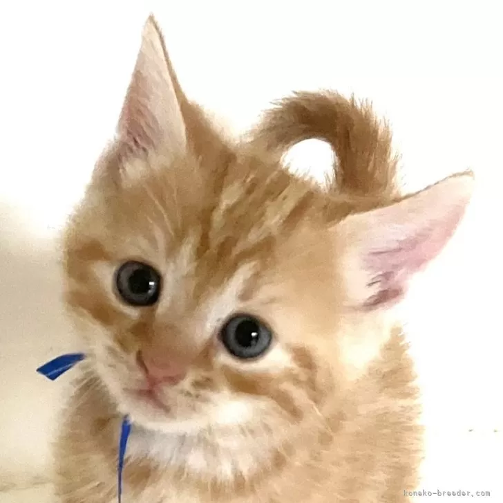 ID:2504-01061の子猫