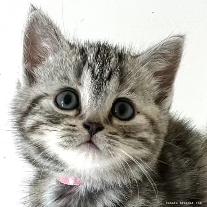 ID:2502-02498の子猫