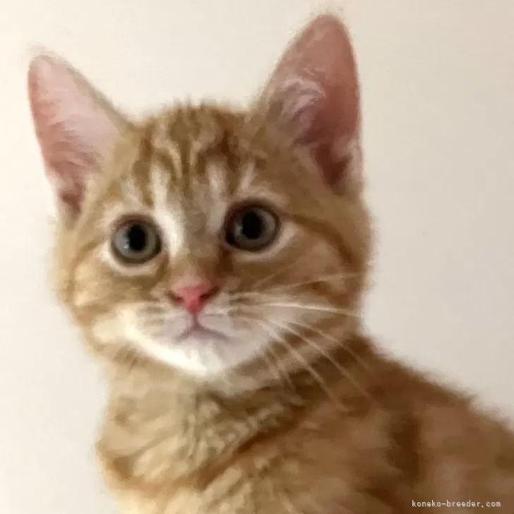 ID:2502-00308の子猫