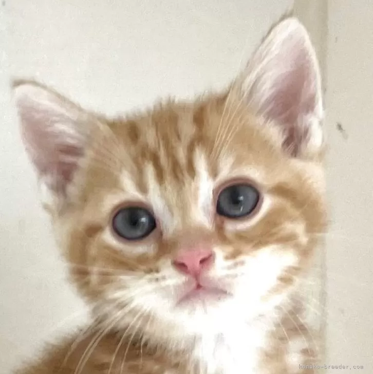 Y.T 様のお迎えした子猫