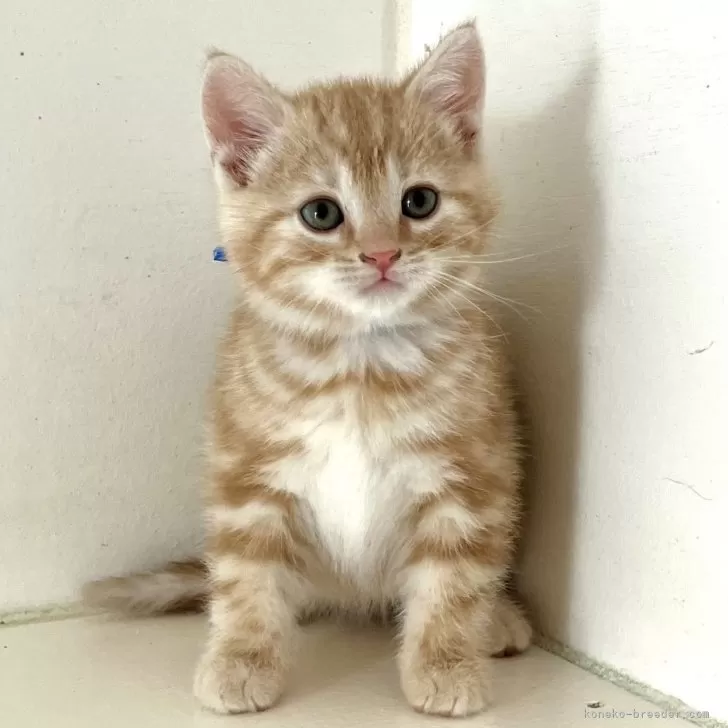ID:2502-02497の子猫