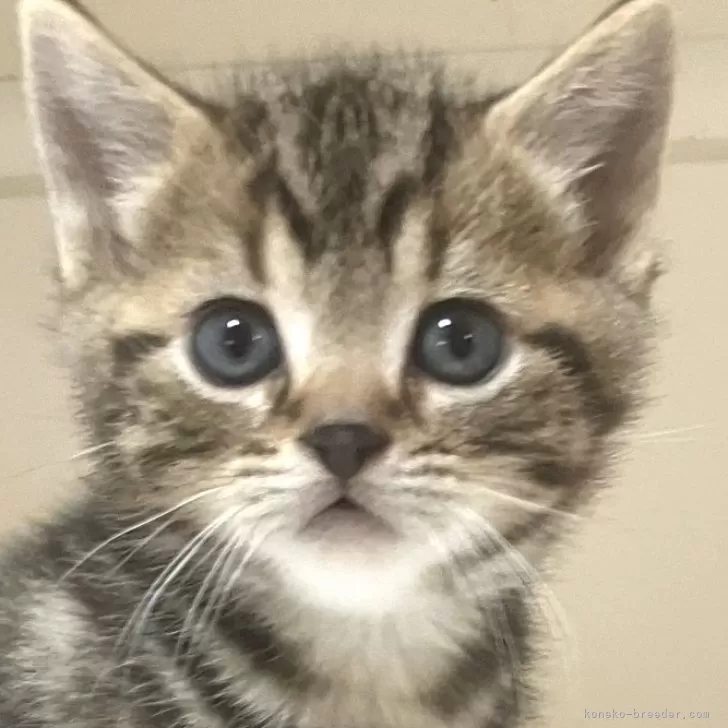 ID:2503-02194の子猫
