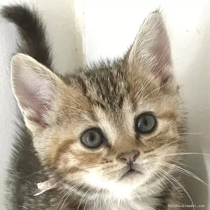 ID:2504-01909の子猫