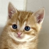 アメリカンショートヘア