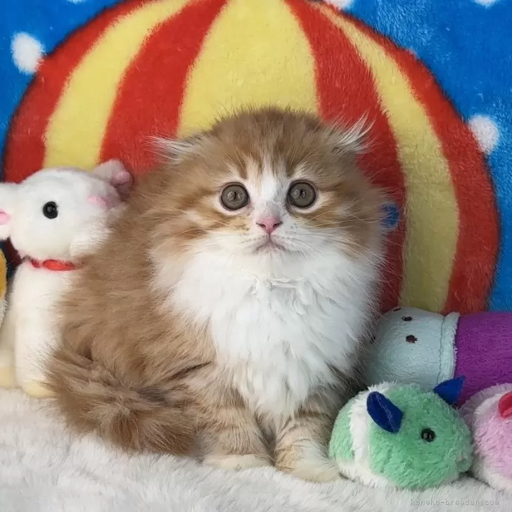 ID:2404-01067の子猫