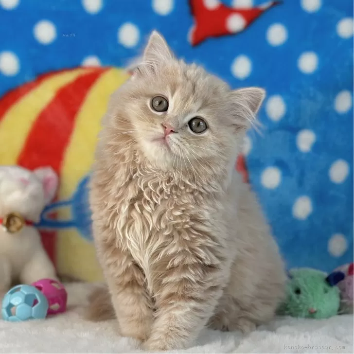 ID：2403-02993の子猫