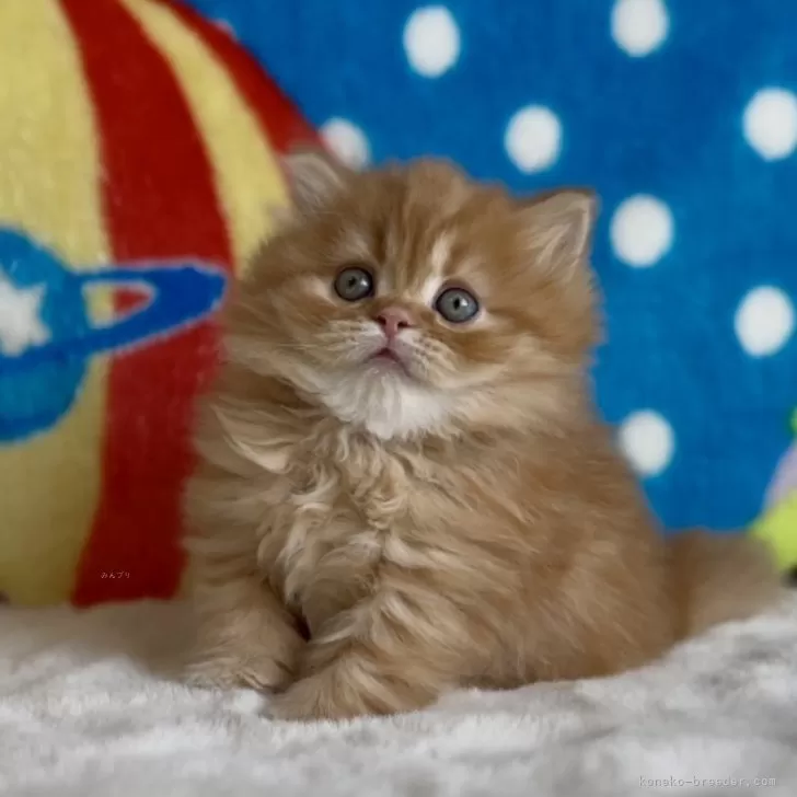 ID：2504-00564の子猫