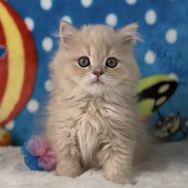 ID:2502-01549の子猫