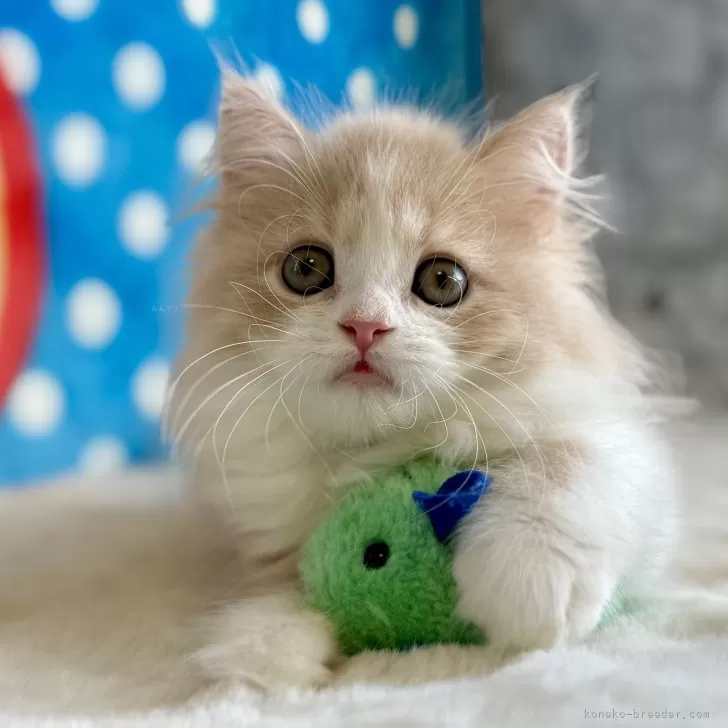 M.I 様のお迎えした子猫