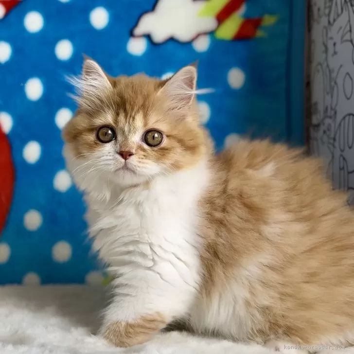 ID:2503-01151の子猫