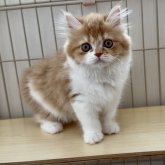 マンチカン(長足)