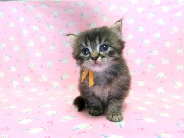 ID:1308-00260の子猫