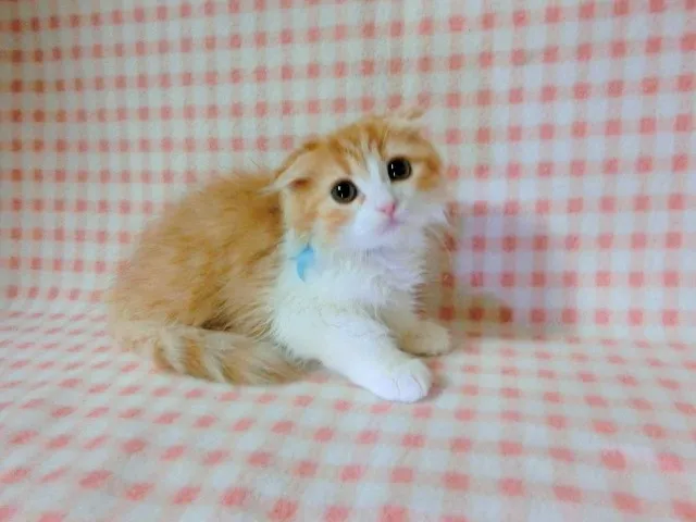 ID:1312-00033の子猫